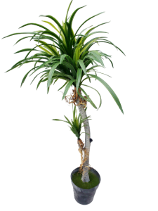 8.Dracaena marginata tree